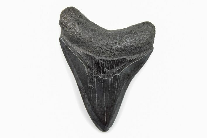 Fossil Megalodon Tooth - South Carolina #171090